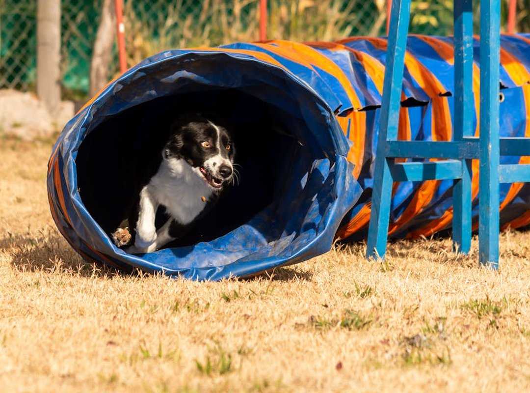 agility drills performance